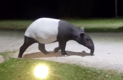 Uncommon tapir seen in Kaeng Krachan park