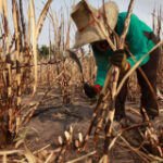 B7bn spendingplan advised to stop farmers burning sugarcane