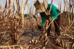 B7bn spendingplan advised to stop farmers burning sugarcane