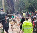 Tourist killed in tree collapse at Ubud Monkey Forest in Bali