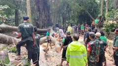 Tourist killed in tree collapse at Ubud Monkey Forest in Bali