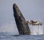 Humpback whale’s spectacular breach is sadly revealing; photos