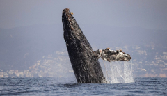 Humpback whale’s spectacular breach is sadly revealing; photos