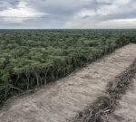 Experts quit carbon market watchdog in row over quality label for forest credits