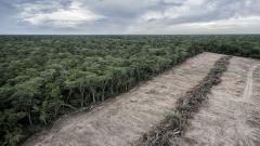 Experts quit carbon market watchdog in row over quality label for forest credits