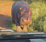 Watch: Angry hippo tries to take a bite out of a safari vehicle