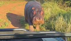 Watch: Angry hippo tries to take a bite out of a safari vehicle