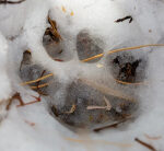 As Yellowstone bears sleep, park warns of another dangerous critter