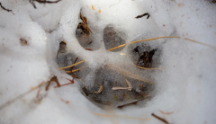 As Yellowstone bears sleep, park warns of another dangerous critter