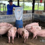 Pork oversupply could imperil small pig farmers