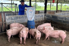 Pork oversupply could imperil small pig farmers