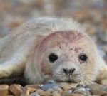 Seal colony thriving ‘thanks to secluded site’