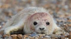 Seal colony thriving ‘thanks to secluded site’