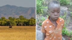 Missing boy, 8, found alive after five days in lion-infested Zimbabwe game park