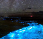 Tasmania’s glowing coastline: How to spot bioluminescent magic before it disappears