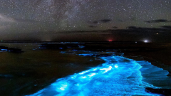 Tasmania’s glowing coastline: How to spot bioluminescent magic before it disappears