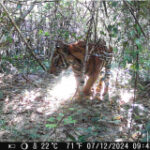 Bengal tiger seen in national park after decade’s absence