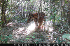 Bengal tiger seen in national park after decade’s absence