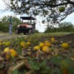 Florida’s signature crop is in crisis—key citrus grower to shut down after massive decline