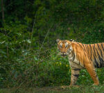 Bandipur national park: Night travel ban sparks controversy between states