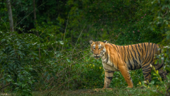 Bandipur national park: Night travel ban sparks controversy between states