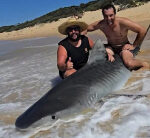 Fishermen catch and release tiger shark; actions prompt public scorn