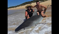 Fishermen catch and release tiger shark; actions prompt public scorn