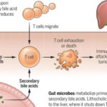 Ena-bile-ing liver cancer growth | Science