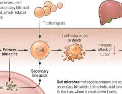 Ena-bile-ing liver cancer growth | Science