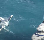 Rottnest seaplane crash survivors Jeremy and Patricia Connor say pilot James Wong critical to them staying alive