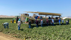 ‘Fields were solitary’: Migration raids send chill across rural California