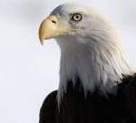 Bald eagle officially declared US national bird after 250 years