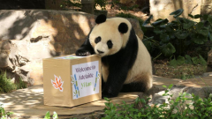 Giant pandas seen for first time at Adelaide Zoo