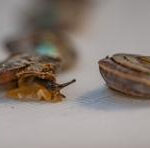 1,329 tiny snails released on remote island, after UK zoo helps species survive