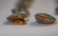 1,329 tiny snails released on remote island, after UK zoo helps species survive