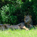 Uganda’s tree-climbing lions grow scarce amid nationwide decline of the big cat