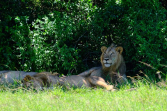 Uganda’s tree-climbing lions grow scarce amid nationwide decline of the big cat