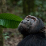 To conserve chimps, understand their genetic traits and local adaptations, says study