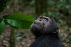 To conserve chimps, understand their genetic traits and local adaptations, says study