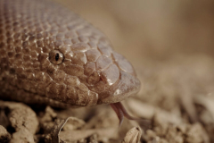 Why is this snake one of the most trafficked species in the world? | Wild Targets