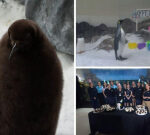 Internet-famous penguin Pesto celebrates first birthday at Melbourne Aquarium