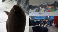 Internet-famous penguin Pesto celebrates first birthday at Melbourne Aquarium