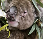 Southern Koala and Echidna Rescue hospital’s desperate plea to save distressed Koalas