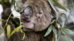 Southern Koala and Echidna Rescue hospital’s desperate plea to save distressed Koalas