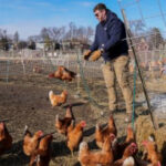 Can suspending a cage-free egg law solve the soaring price problem? Nevada takes a crack at it