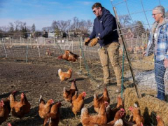 Can suspending a cage-free egg law solve the soaring price problem? Nevada takes a crack at it