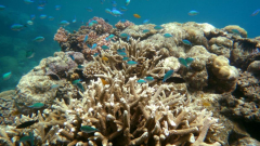 Scientists say AI could help save struggling Great Barrier Reef