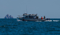 Conservation groups look for new strategies, tech to halt vaquita decline