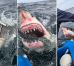 Experienced fishermen capture stunning close-up of five-metre great white shark off Port Stephens, NSW