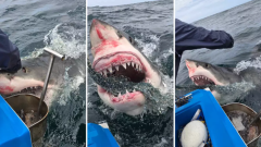 Experienced fishermen capture stunning close-up of five-metre great white shark off Port Stephens, NSW